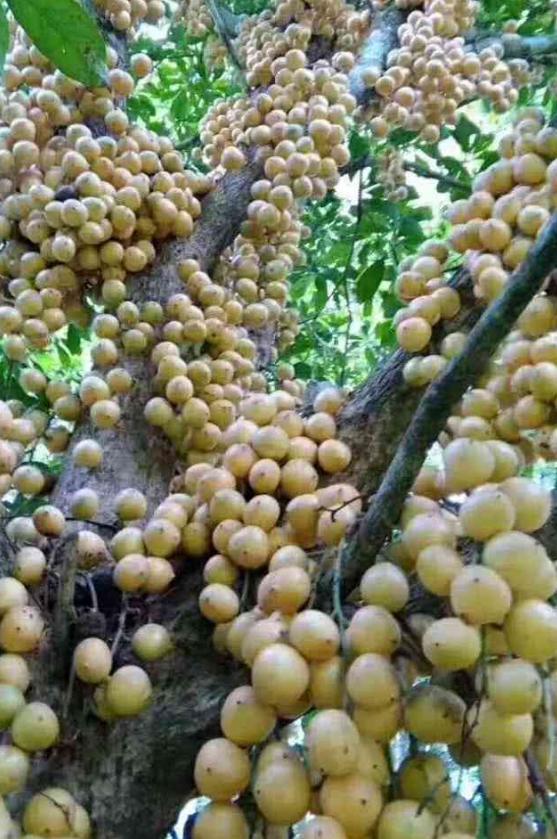 海南，热带风情与独特魅力的交汇胜地